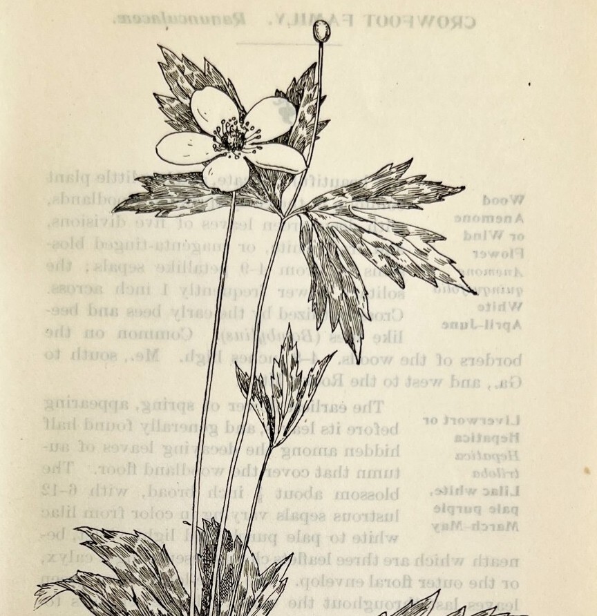 1905 Canadian Anemone Flower Print Pen & Ink Lithograph Antique Art 6.75 x 3.75″