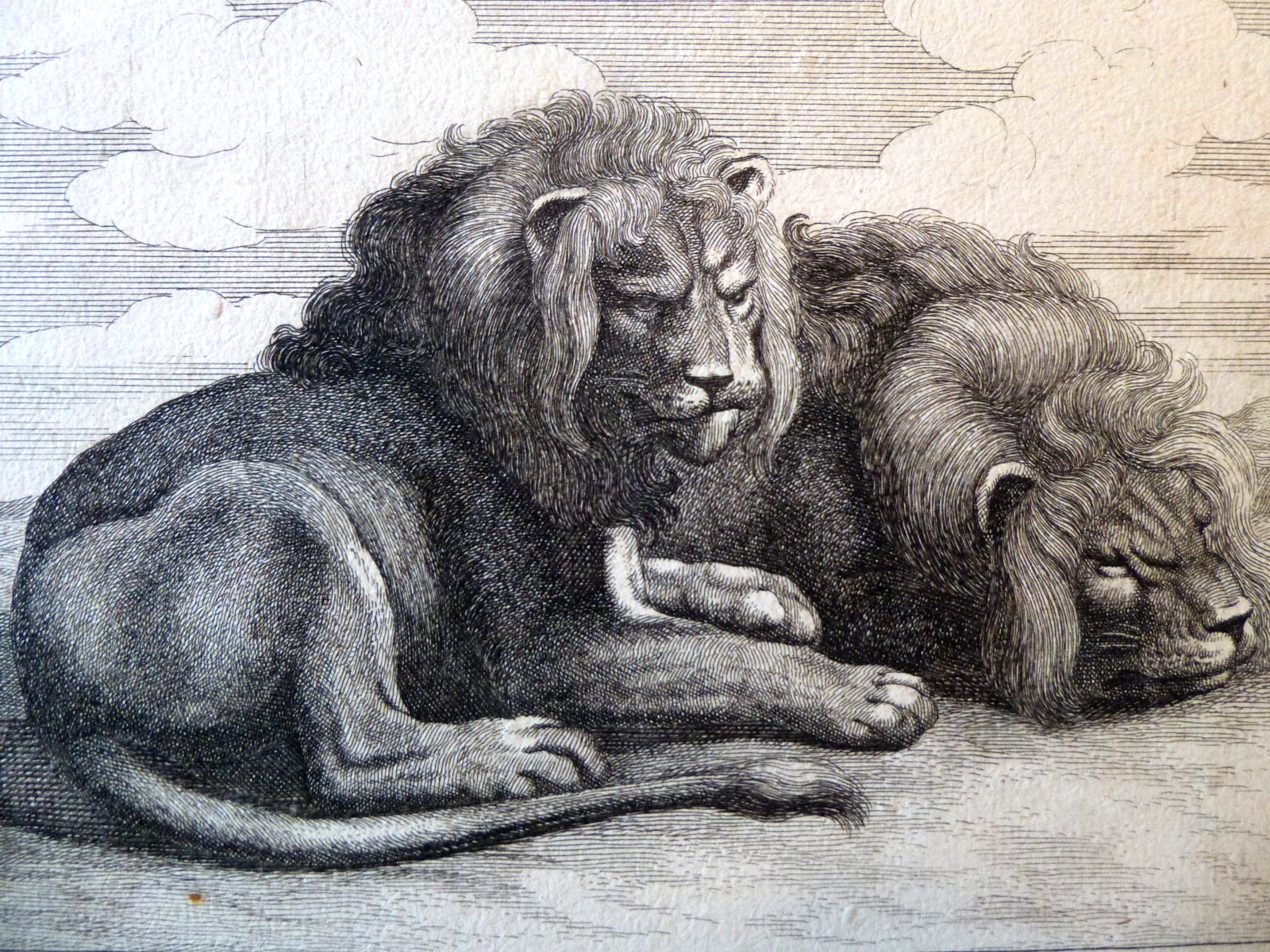 AFTER PETER PAUL RUBENS ABRAHAM BLOOTELING TWO LIONS ENGRAVING 17TH C
