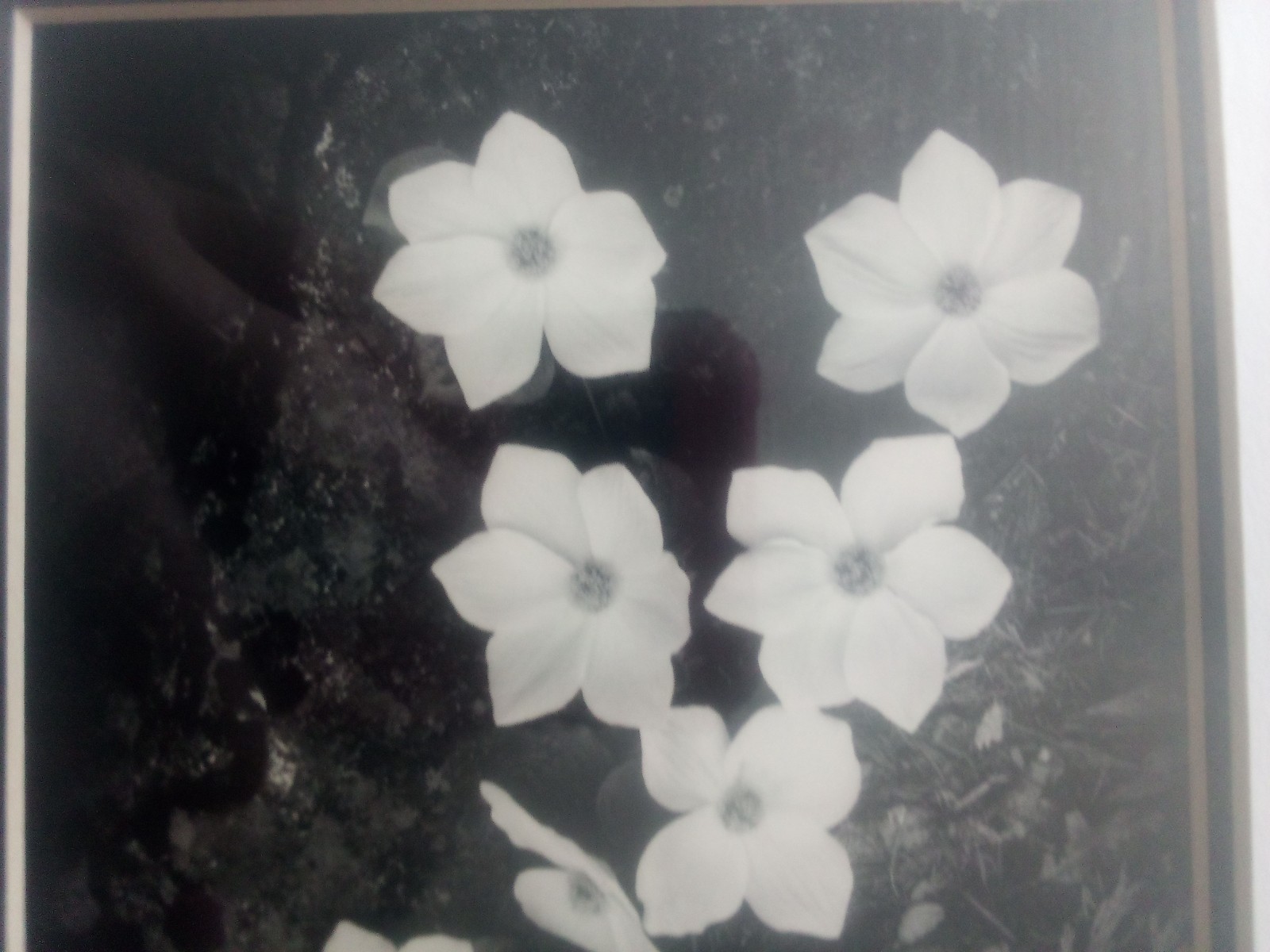 Vintage 1993 Ansel Adams Dogwood Blossoms 1943 print lithograph framed matted