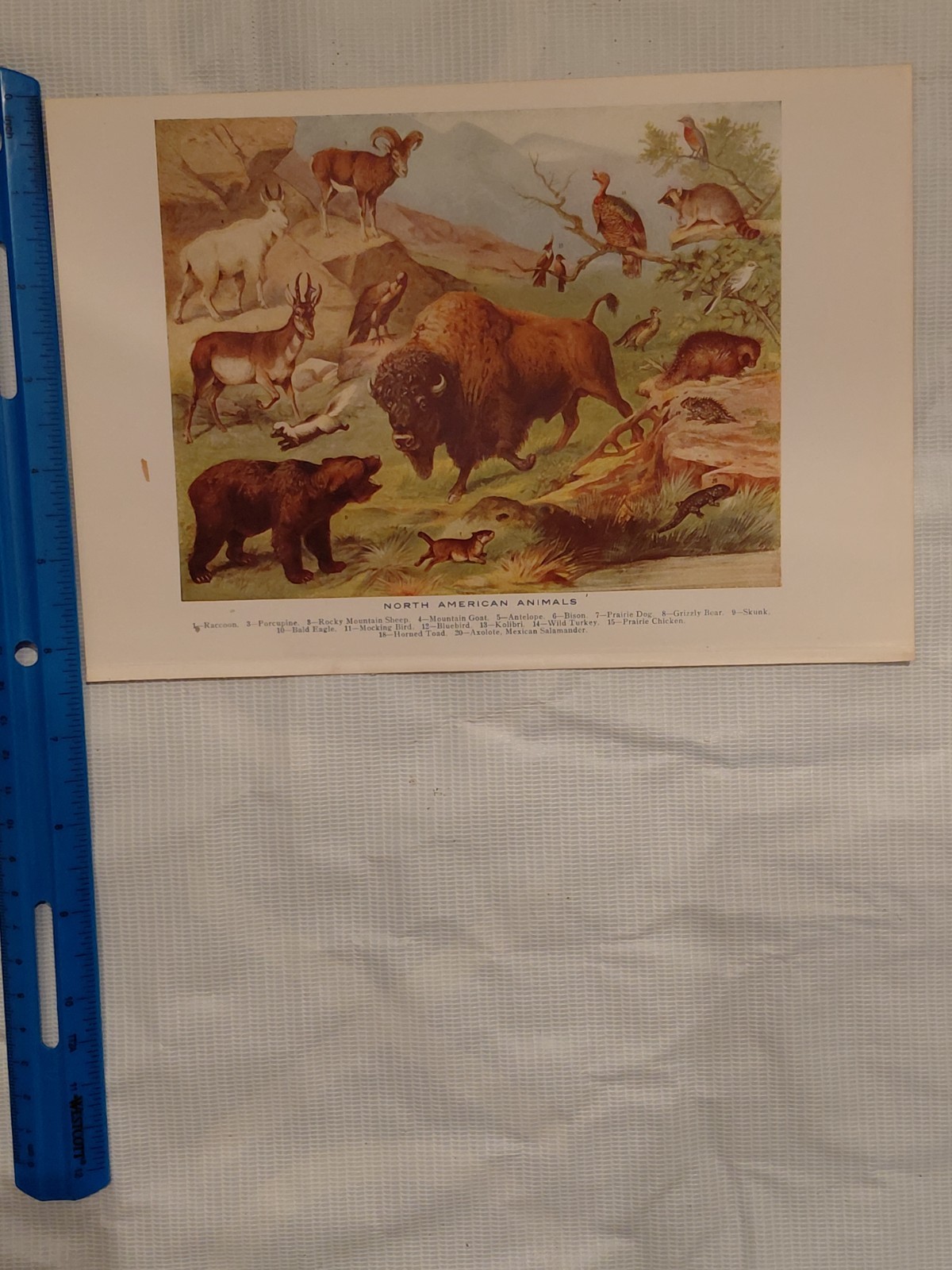 Antique Chromolithograph North American Animals Bison Bear Raccoon Book Plate