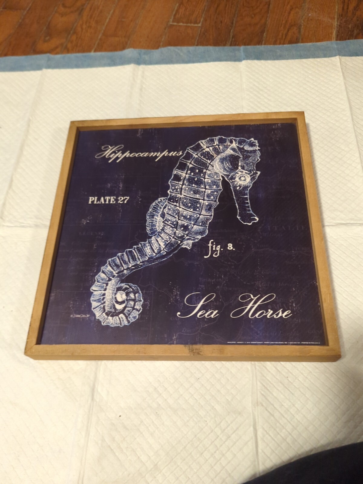 Sea Horse Hippocampus Plate 27 Fig. 8 Framed Print Debbie Dewitt Frame 13″ X 13″