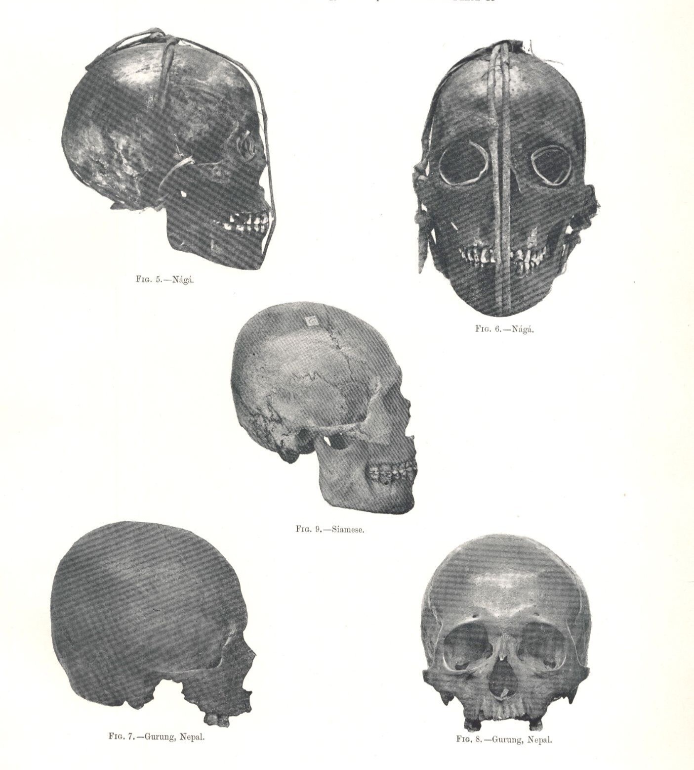Original 19th Century Antique Print – Craniology of People of India – Skulls