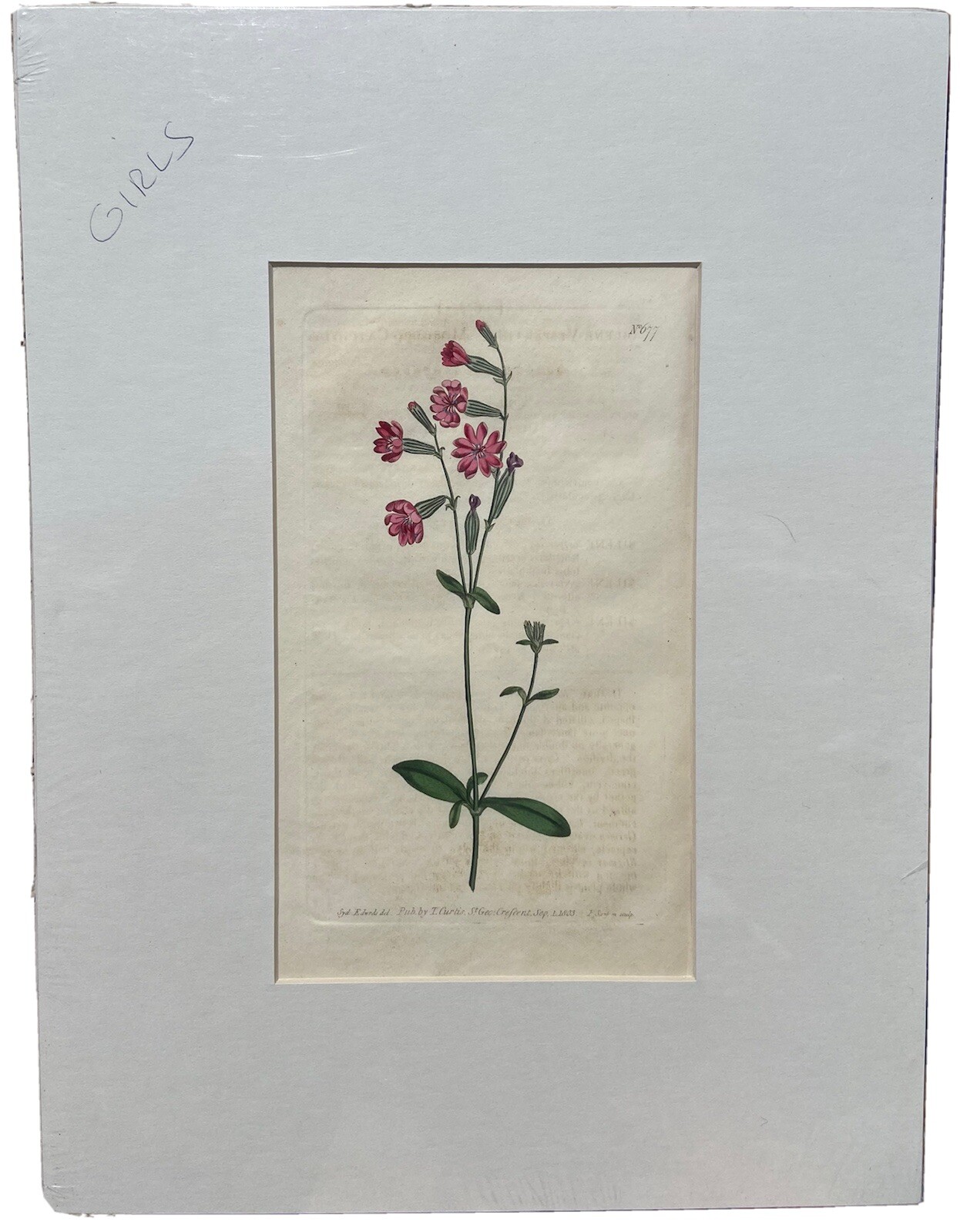 Curtis Botanicals 1803 Number #677 Silene Vespertina Morocco Catchfly