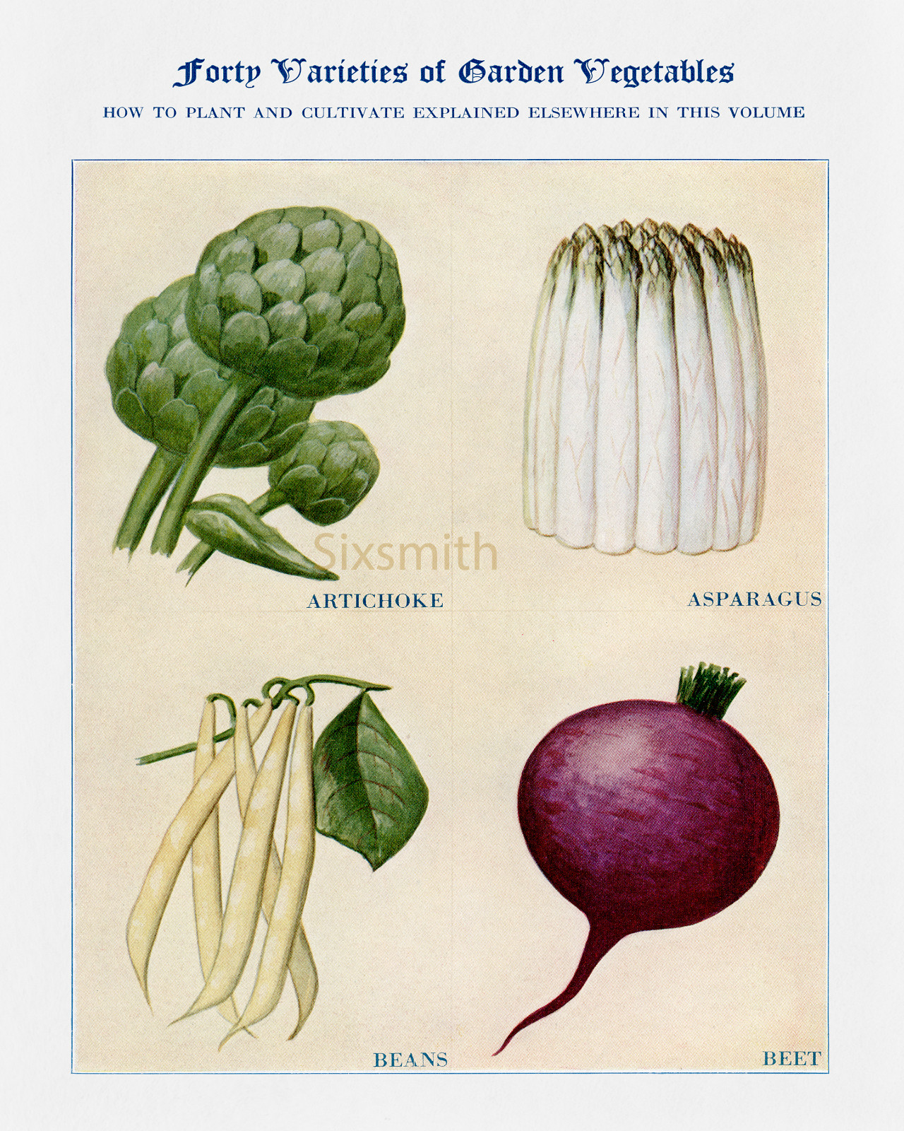 Artichoke, Asparagus, + Vintage Botanical Drawing High Res Giclee 8 x 10 Print