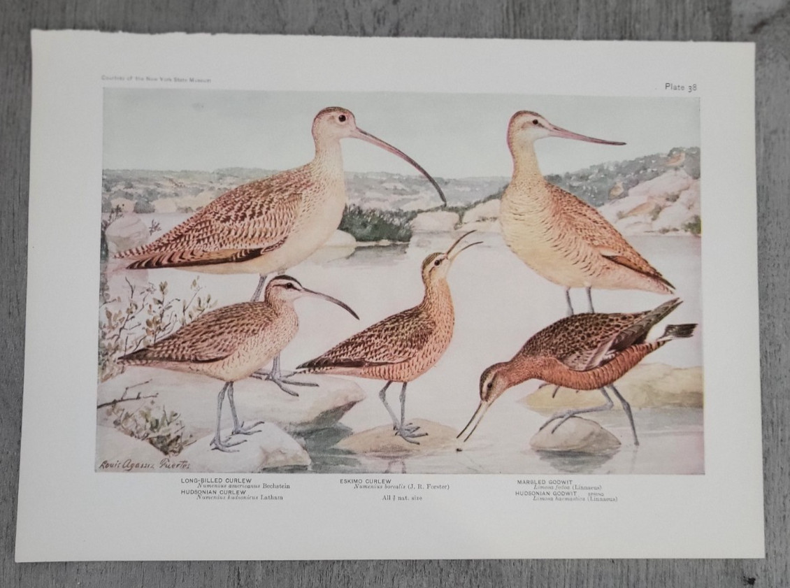 CURLEW Eskimo Long-billed GODWIT Hudsonian by Louis A Fuertes 1936 Bird Print