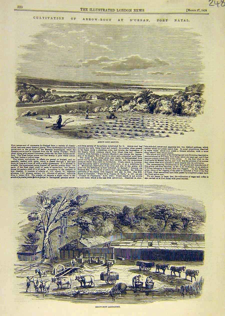 Original Old Antique Print Arrow-Root Durban Natal Africa Farm Laboratory 1858