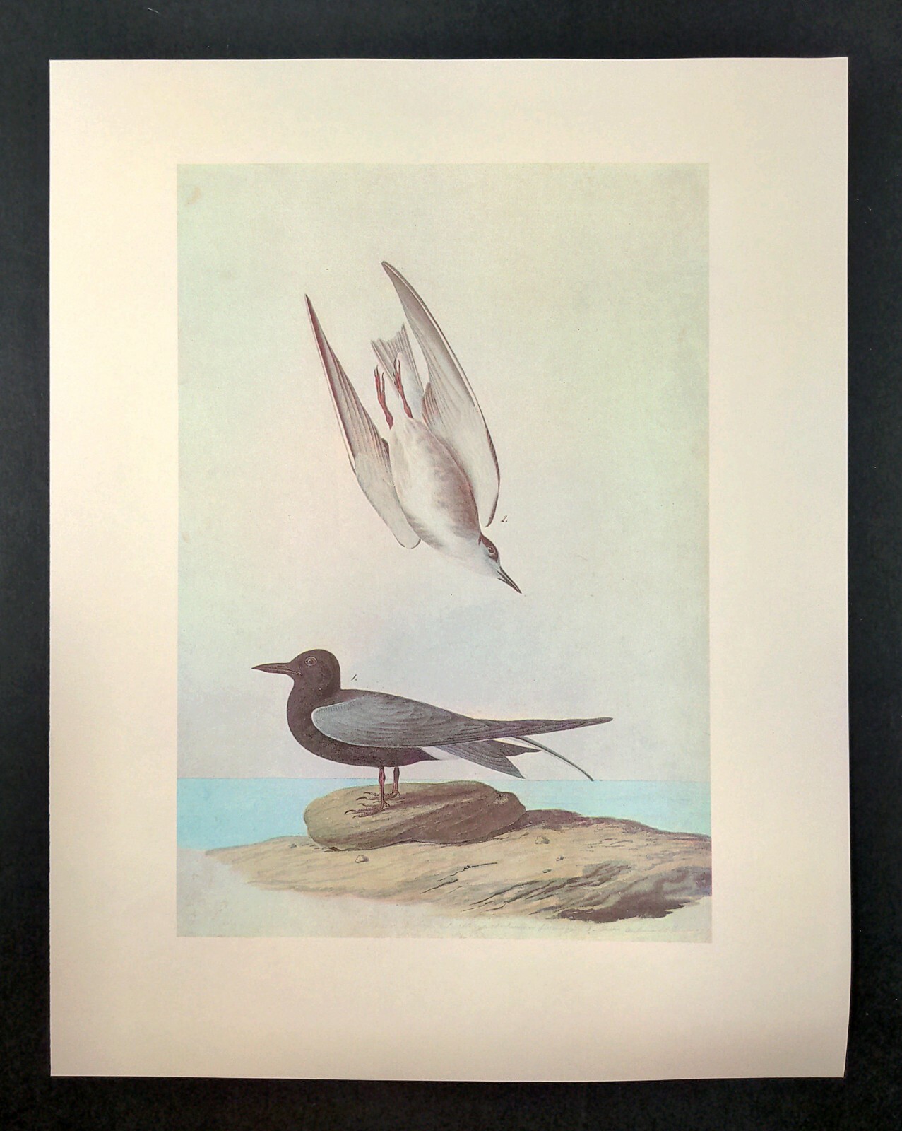 John James Audubon Birds BLACK TERN Vintage Art Book Plate Print 189