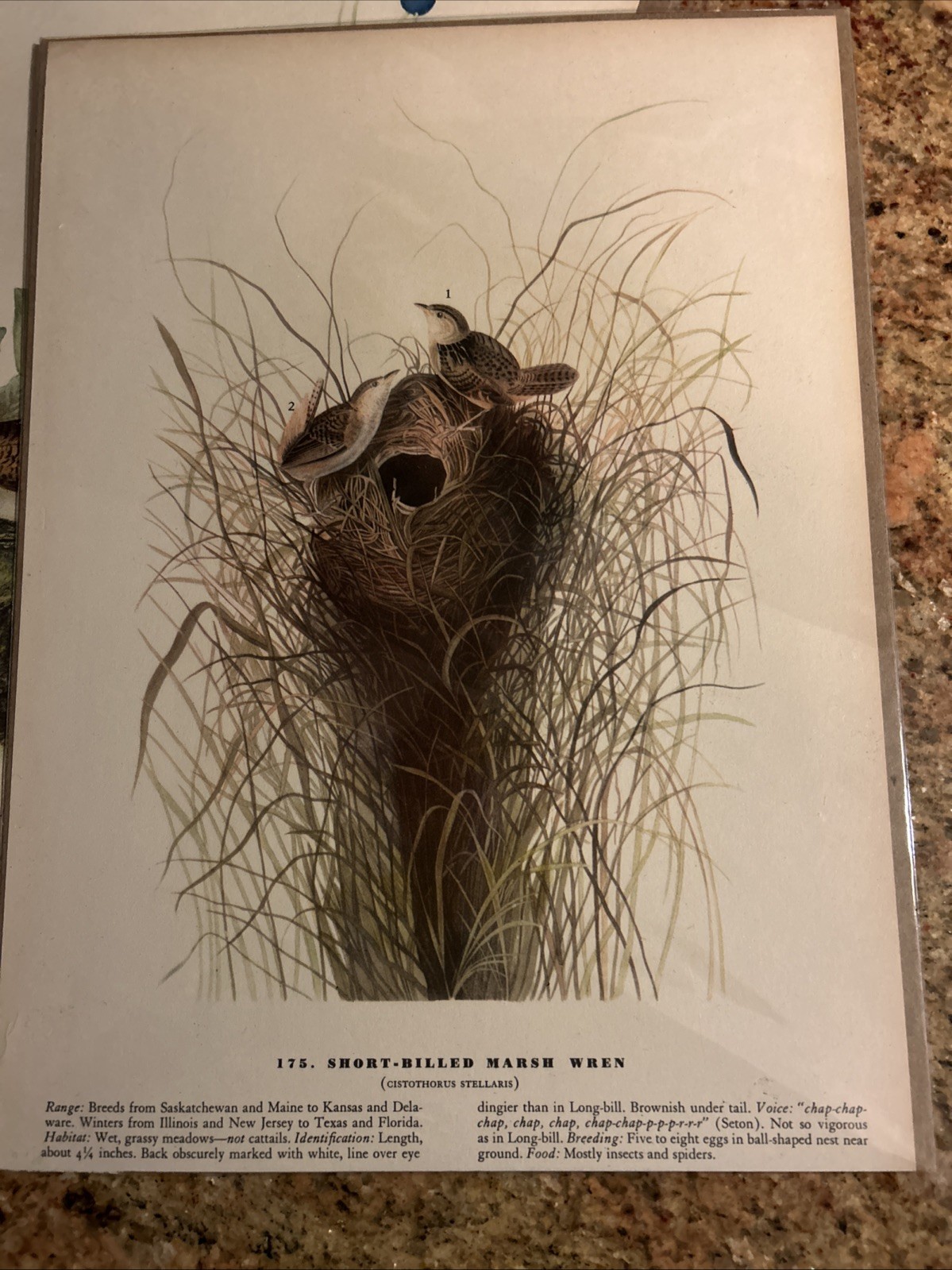 LOT Of 3 James AUDUBON Prints From The Birds of America 1971 Wren Egret 12×9