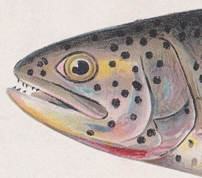 Antique Fish Print: Tahoe Trout or Cutthroat by Denton 1902