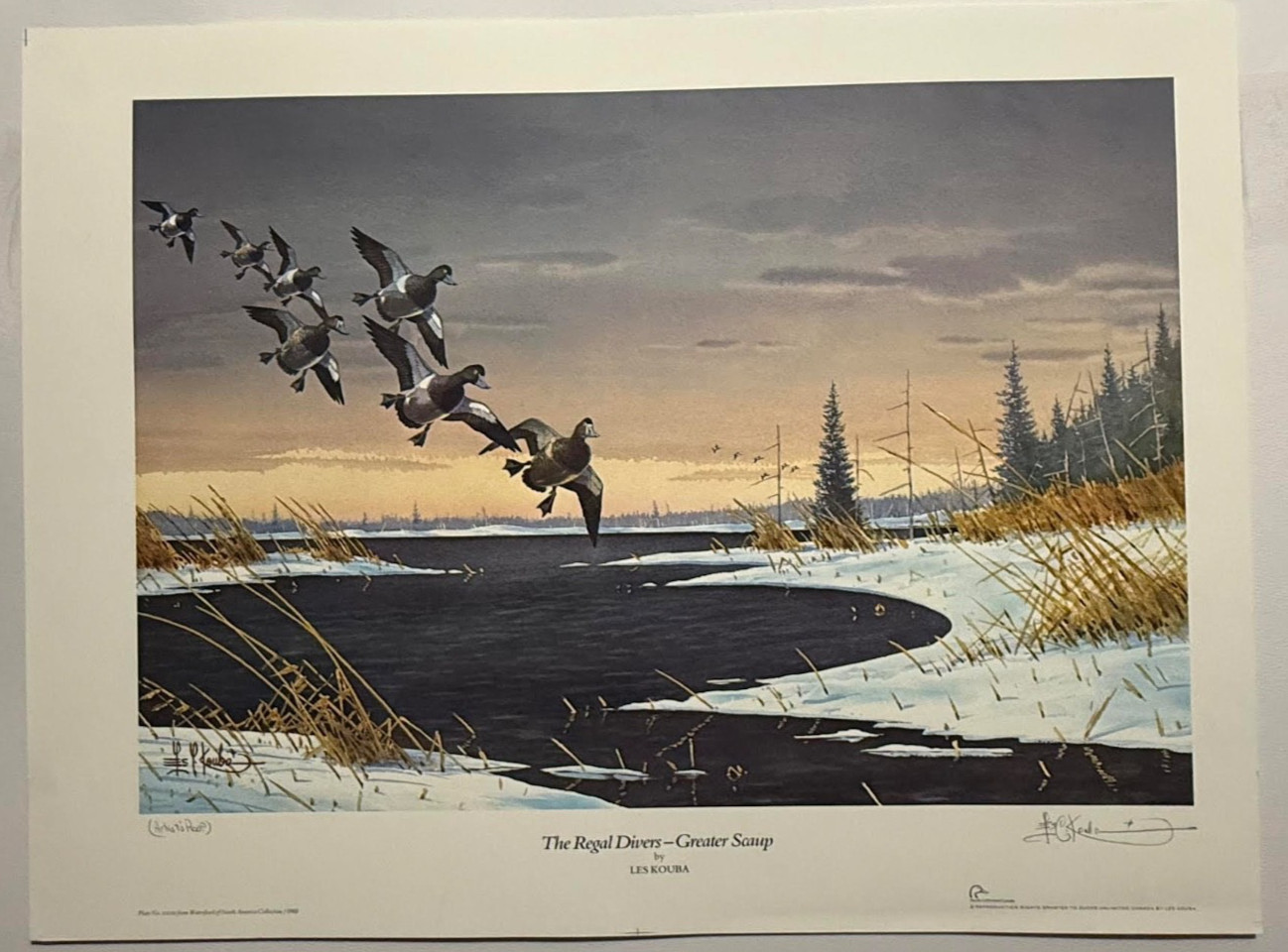 Kouba Les The Regal Divers Greater Scaup Signed Artist Proof 21″ x 14 1/2″