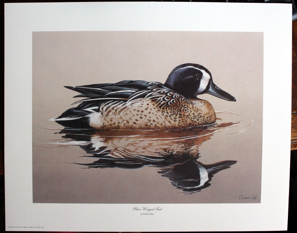 PHILLIP CROWE ‘Blue Winged Teal’ open edition unsigned Print!