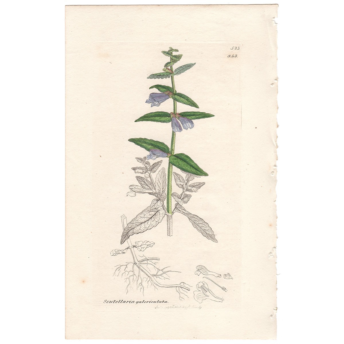 Sowerby English Botany 1838 botanical hand-colored engraving 853 Skull Cap