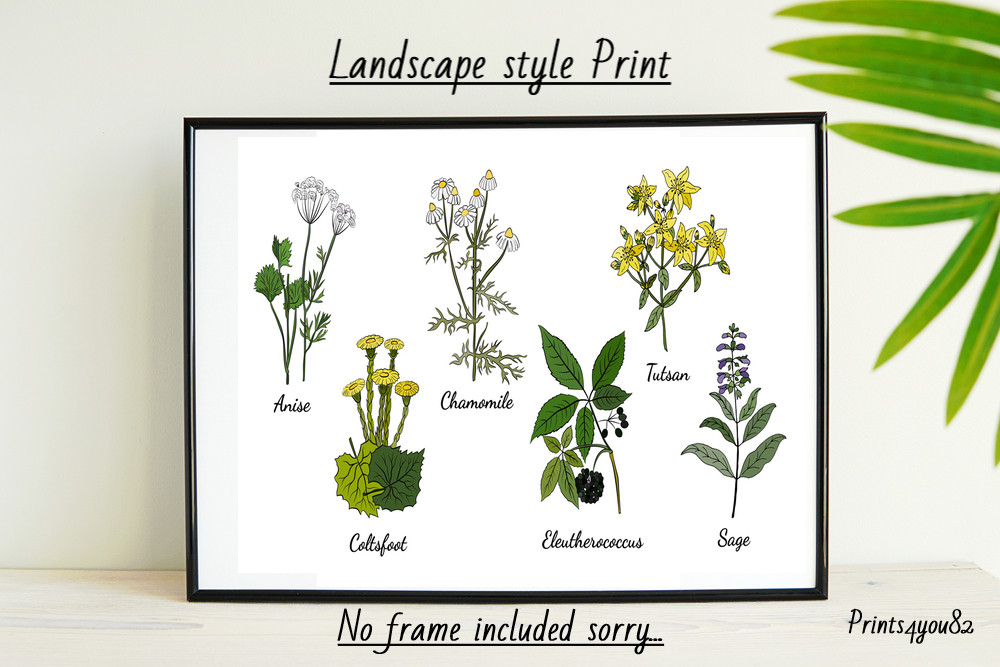 HERBS AND PLANTS A4 PRINT PICTURE POSTER WALL ART HOME DECOR UNFRAMED NEW GIFT