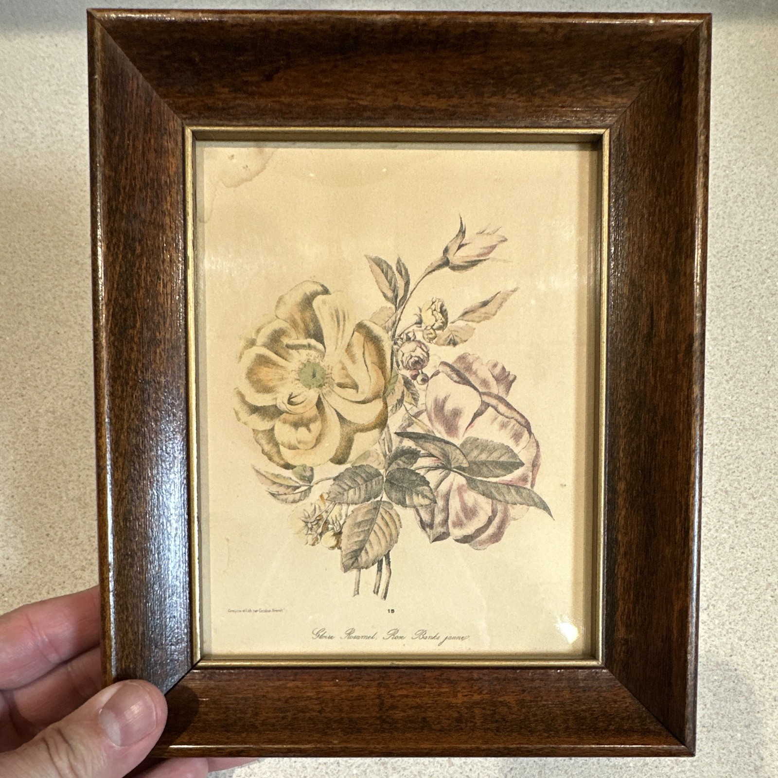 Grobon Frères French Hand-Colored Botanical Roses Lithograph Print, Framed