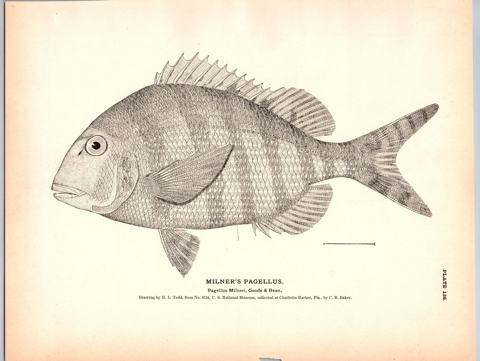 1884 Fish Print, Milner’s Pagellus, Vintage Print