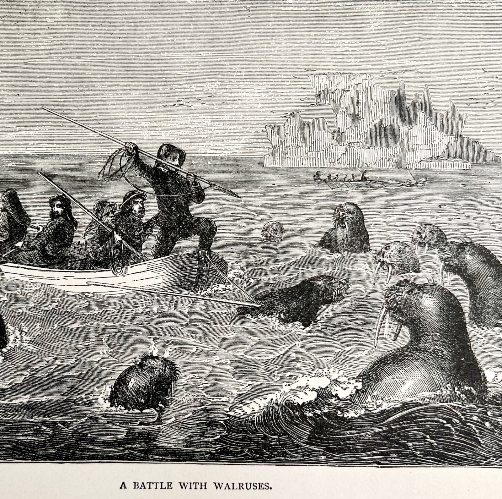 Walrus Hunt Harpoon Boat Wood Engraving 1887 Victorian Hunting Art DWEE20