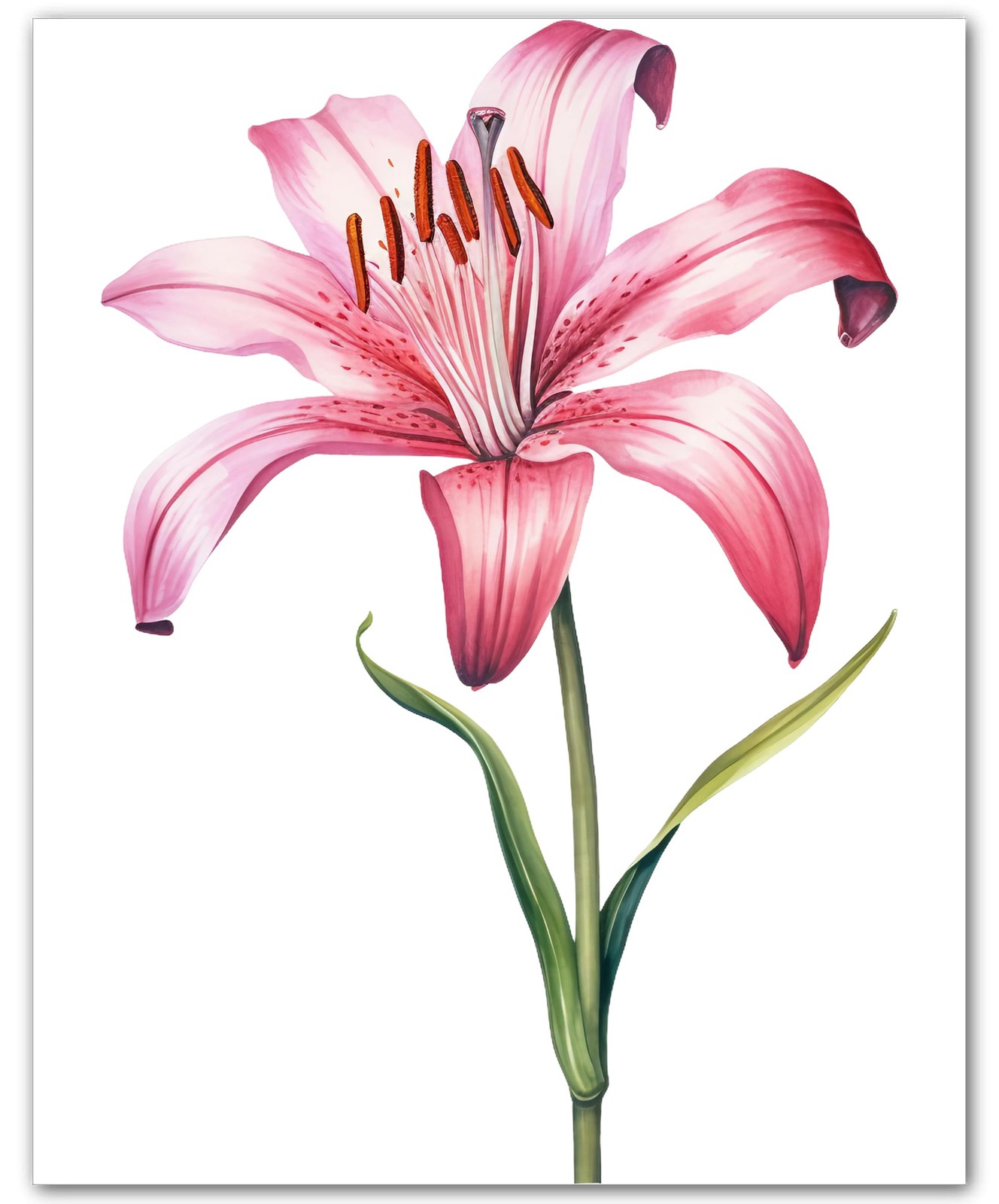 May Lily Stem Birth Flower 8×10 Photo Print Botanical Flower Wall Art