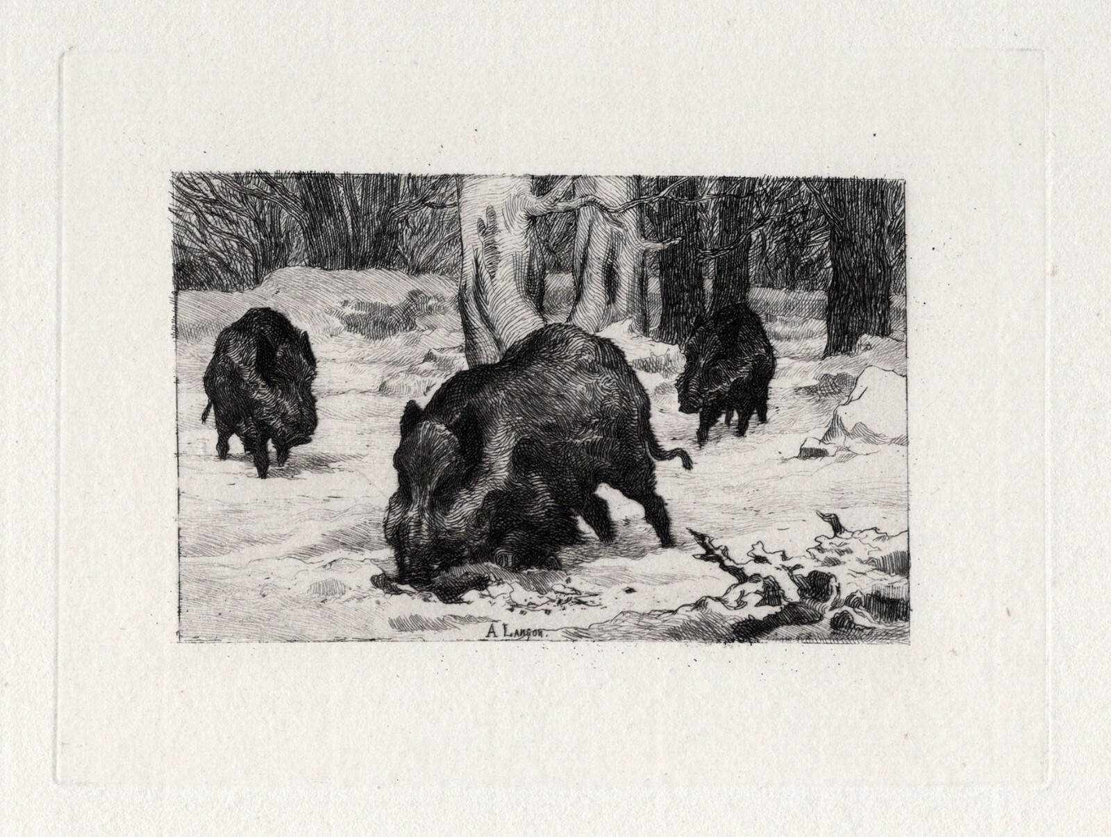 1800s Original Auguste Andre Lancon Etching WILD BOARS DIGGING Signed Framed COA