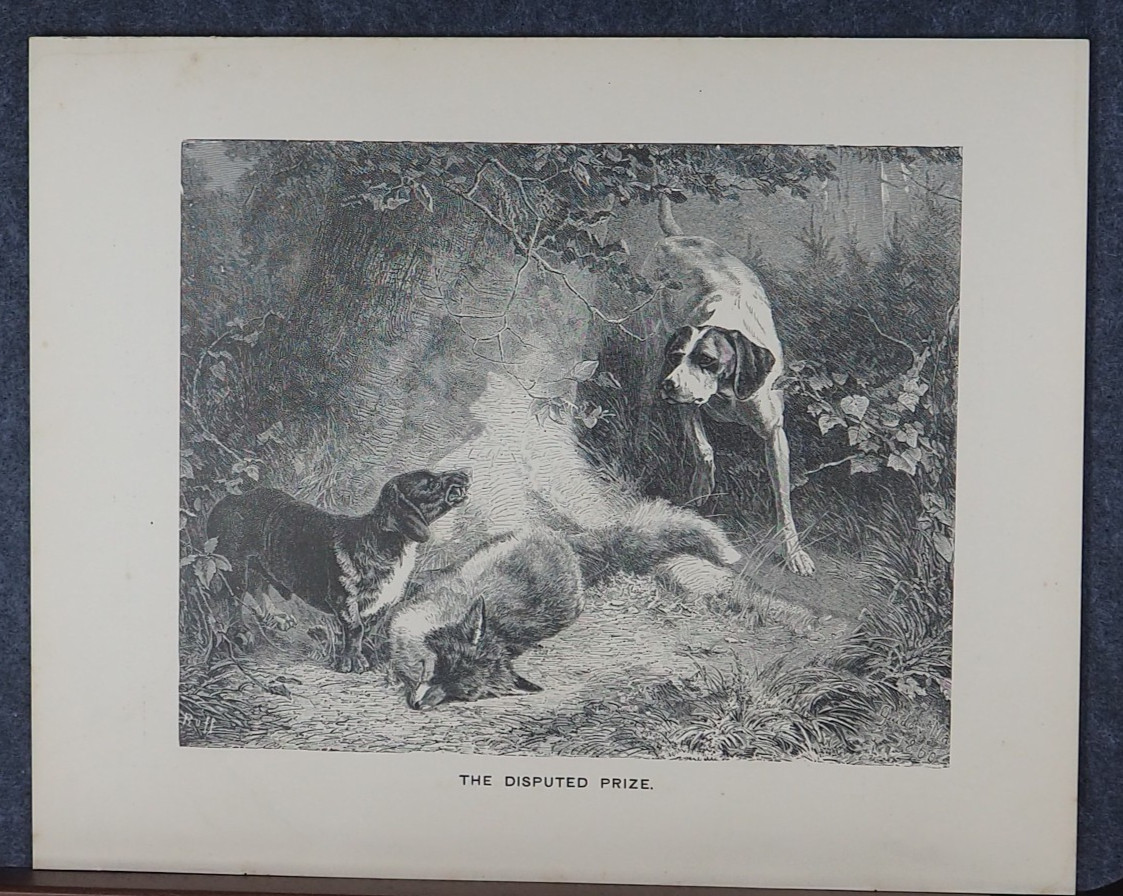 German Pointer & Hound Dog Hunting Dogs Antique Engraving Art Print 1880