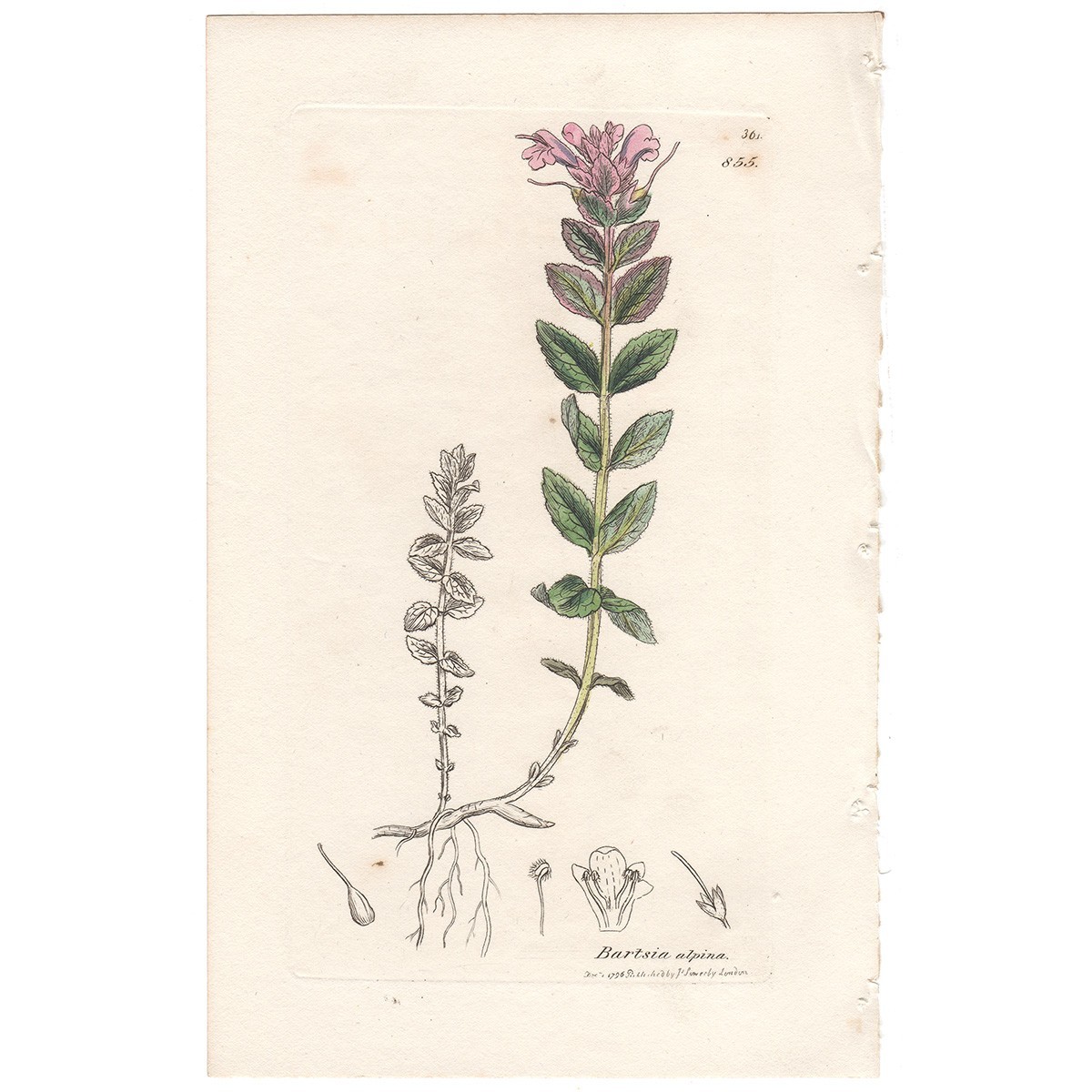 Sowerby English Botany 1838 botanical hand-colored engraving 855 Alpine Bartsia