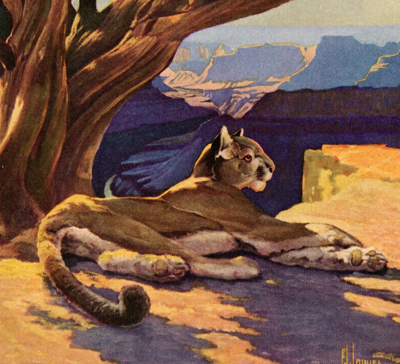 1946 Vintage Print Mountain Lion Hunting Hunt Game Cat Cats Wildlife Forest Tree
