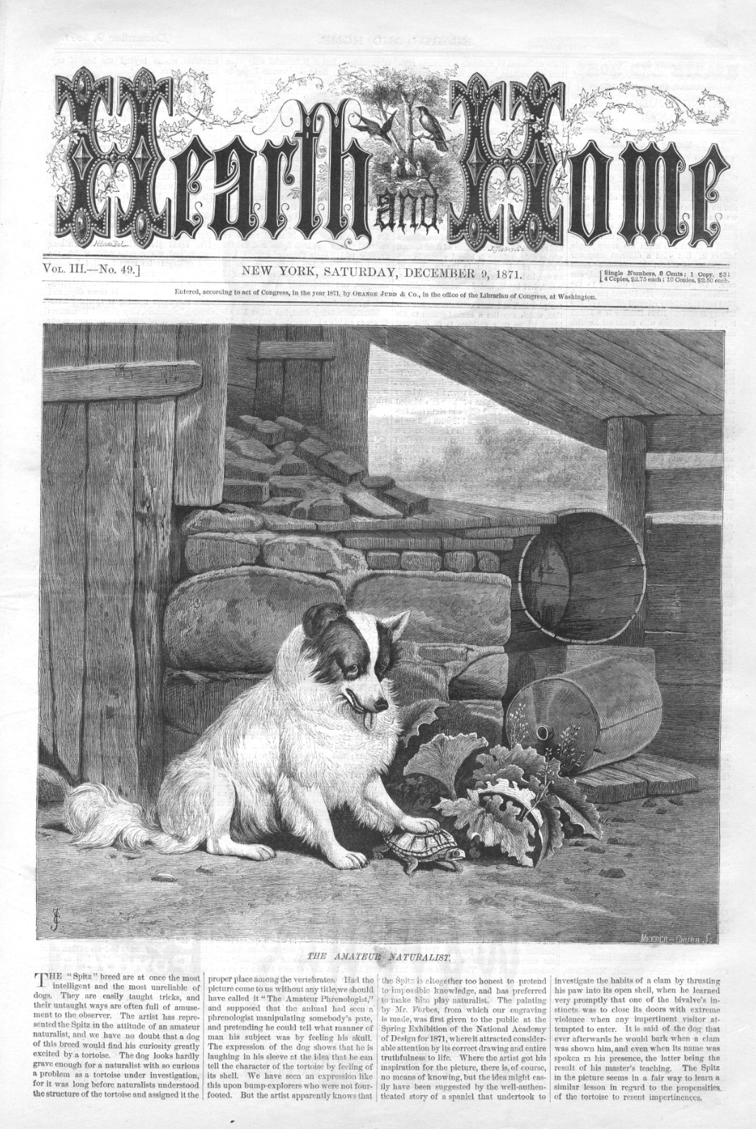 The Amaeur Naturalilst – Spitz Dog and Turtle – 1871 Historical Prints