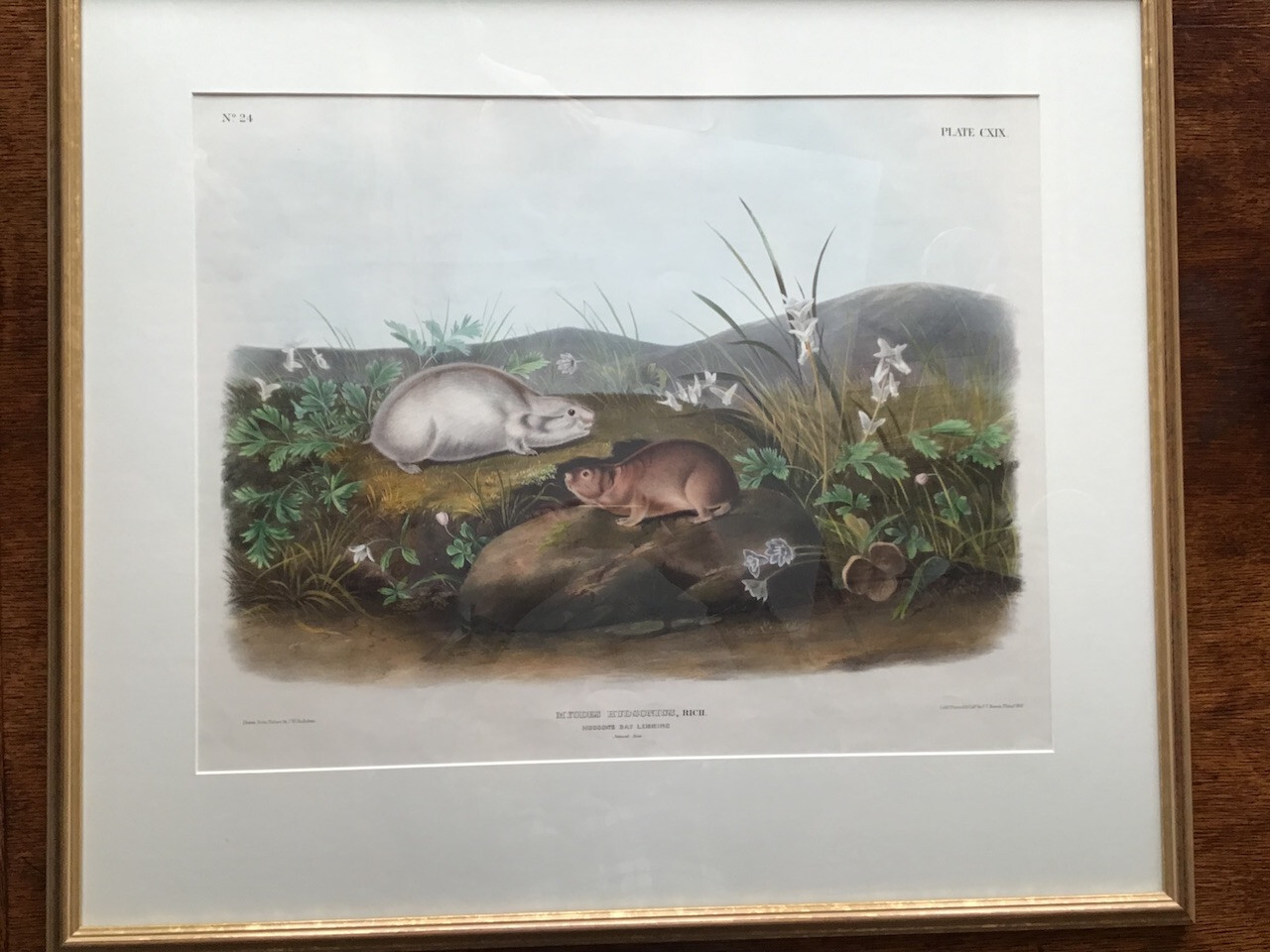Framed Audubon mammal print of Hudson Bay Lemmings