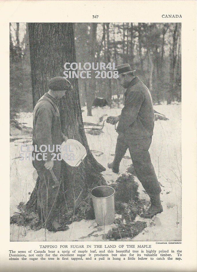CANADA TAPPING FOR SUGAR MAPLE TREE MEN TAPPED C 1930 PHOTO ILLUSTRATION PRINT