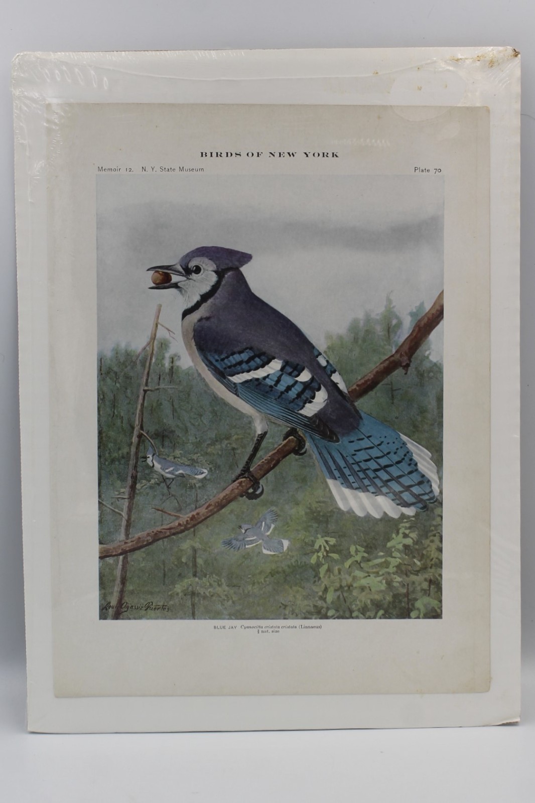 Birds of New York 8.5 x 11 litho Blue Jay, Louis Agassiz Fuertes