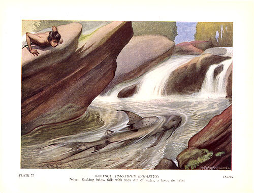 GIANT DEVIL CATFISH GOONCH, Antique 1940s Sport Game Fishing Fisherman Art Print