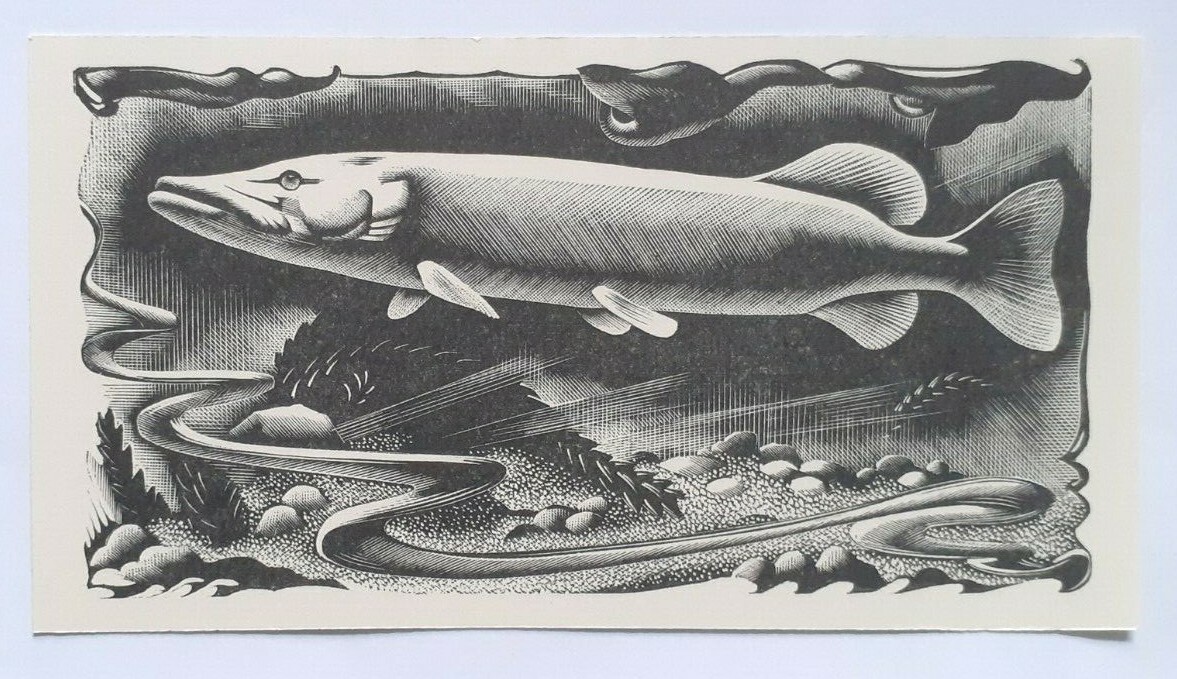 PIKE, FISH : 1937 Print of a Woodcut By A. MILLER-PARKER
