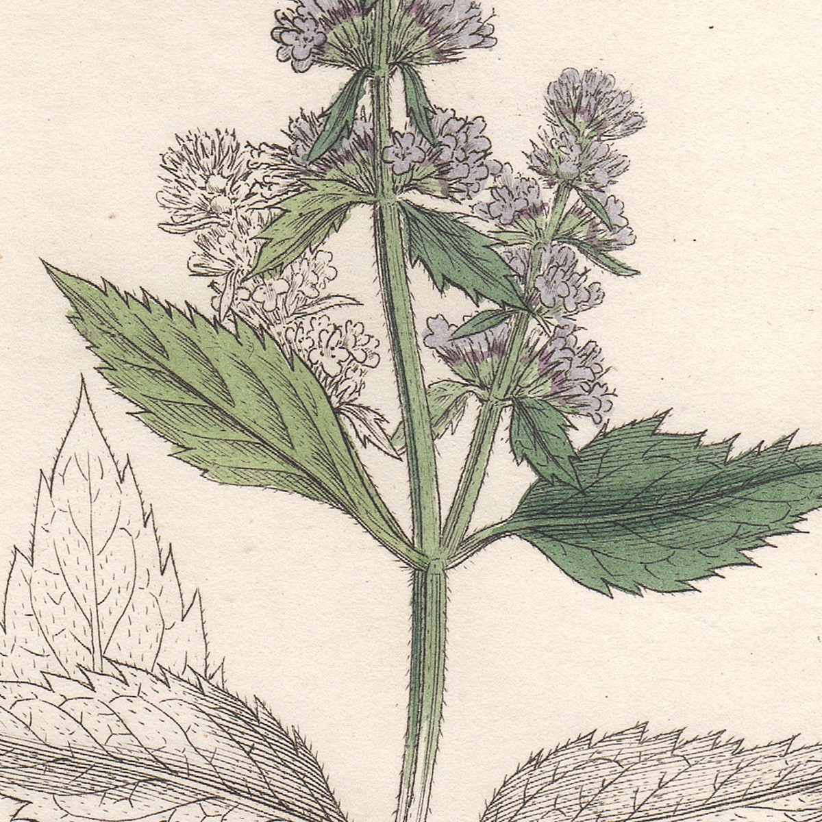 Sowerby English Botany 1838 botanical hand-colored engraving 805 Pepper Mint