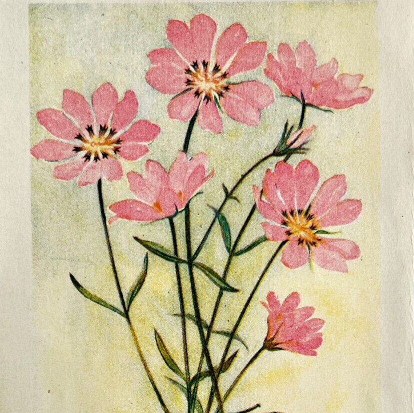 1905 Sabbatia Flower Print Watercolor Lithograph Antique Art 6.75 x 3.75″