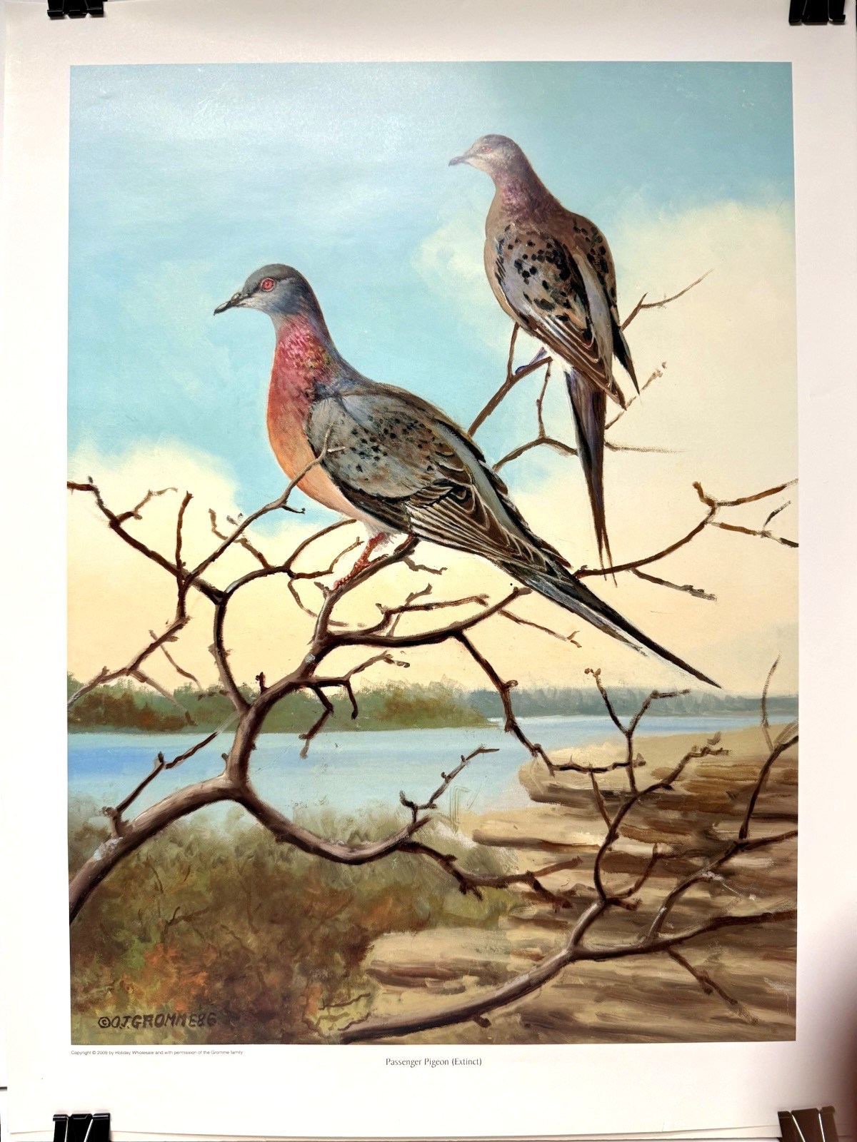 Owen Gromme Passenger Pigeon (Extinct) Poster Print c2009 of Original from 1986