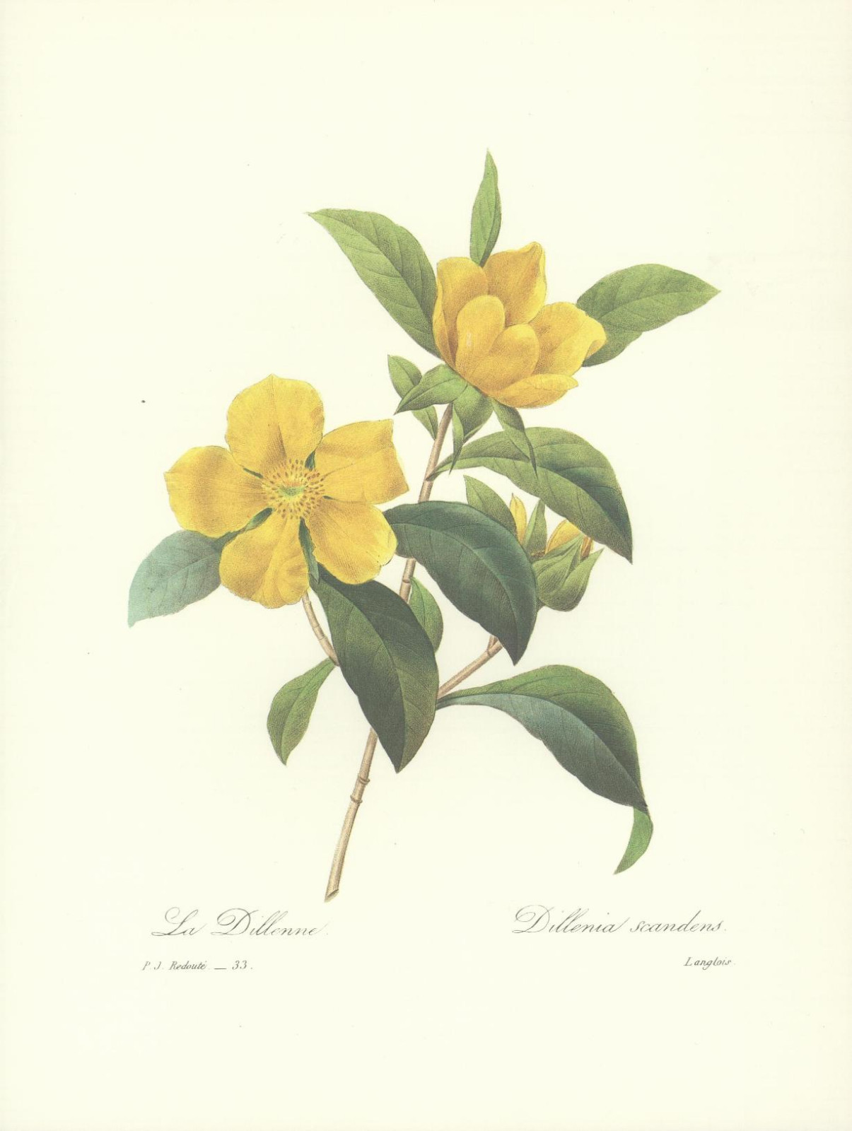 REDOUTE Botanical DILLENIA Yellow Flower ORIGINAL Art Print 33