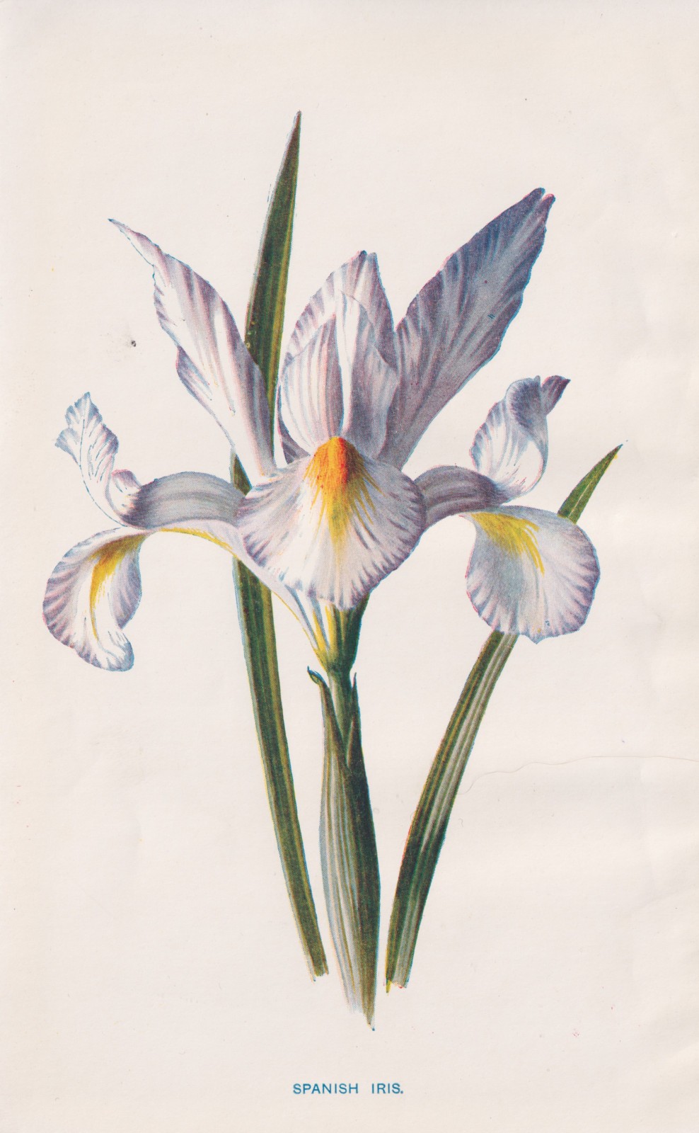 1897 Antique Botanical Lithograph SPANISH IRIS Flower Botany by Hulme