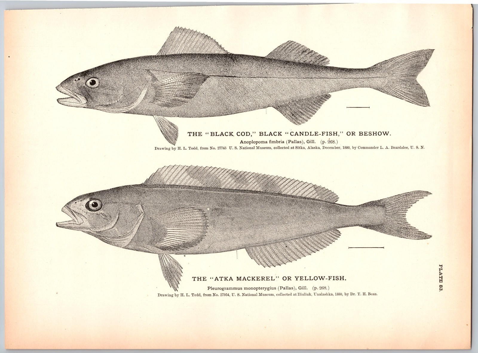 1884 Fish Print, Black Cod or Beshow, Atka Mackerel or Yellow Fish Vintage Print