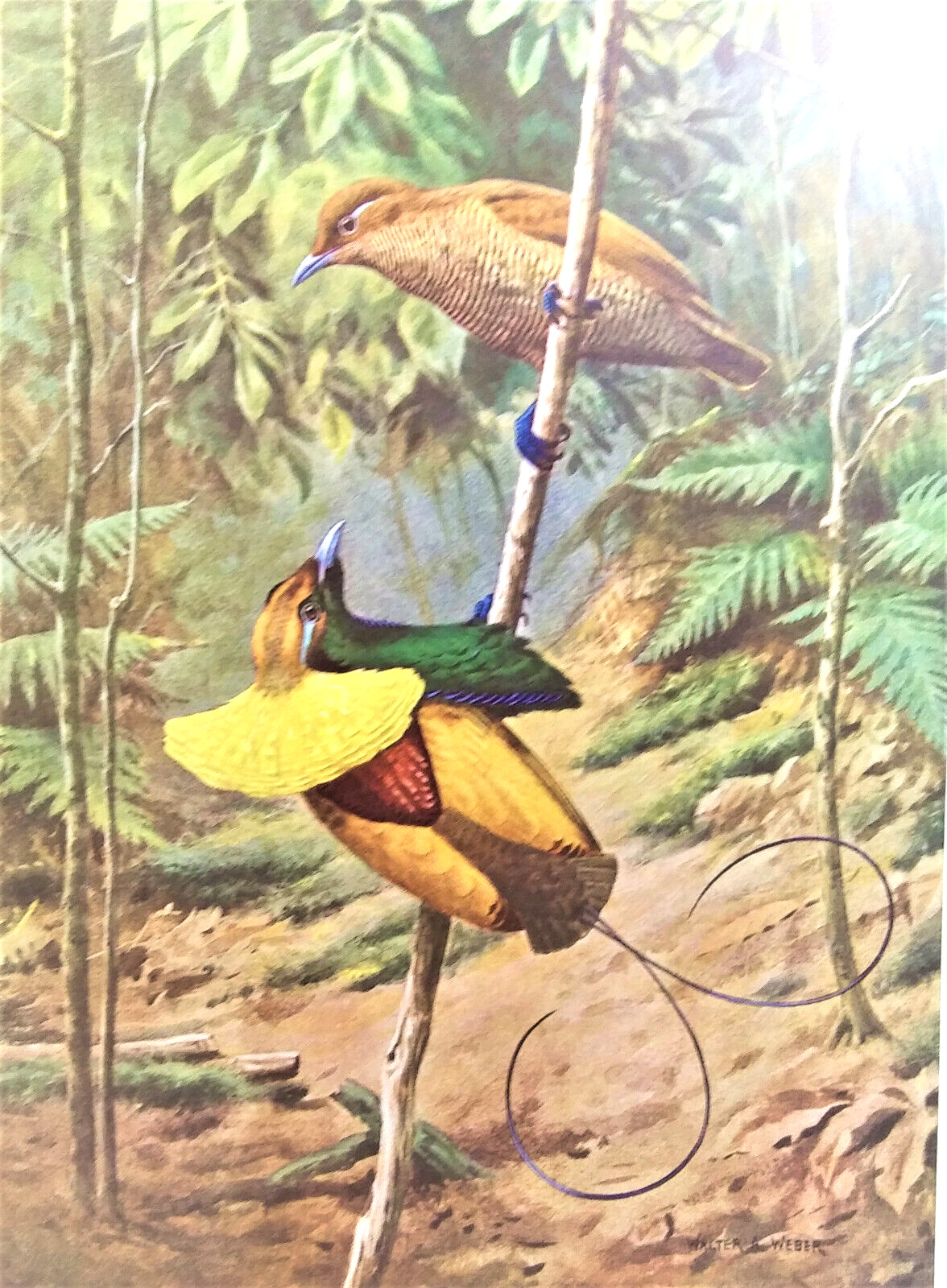 Vintage 1950 Bird Print, Male Magnificent Bird of Paradise, Walter Weber