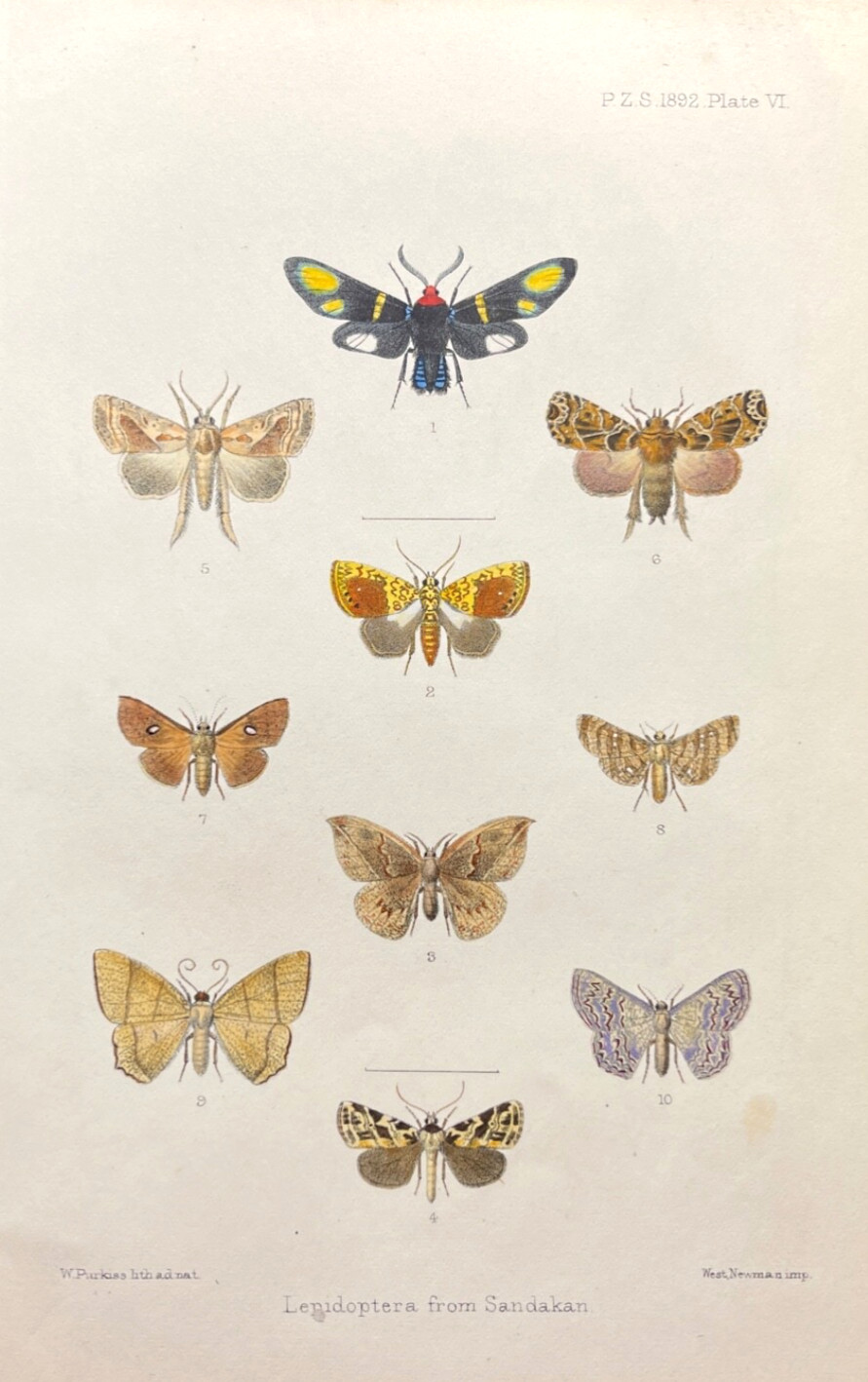 Antique Moth Print 1892 Entomology Color Plate Malaysian Moth Species