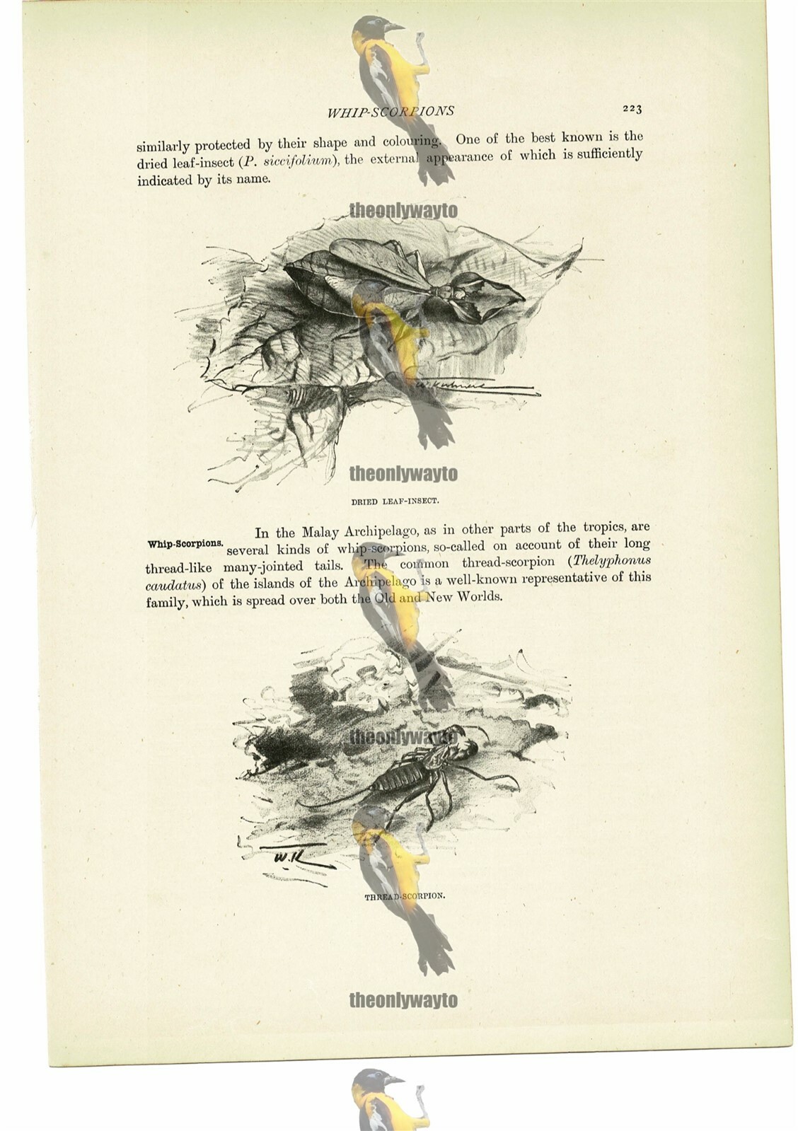 Dried Leaf Insect & Thread Scorpion, Animal Book Illustration (Print), c1916