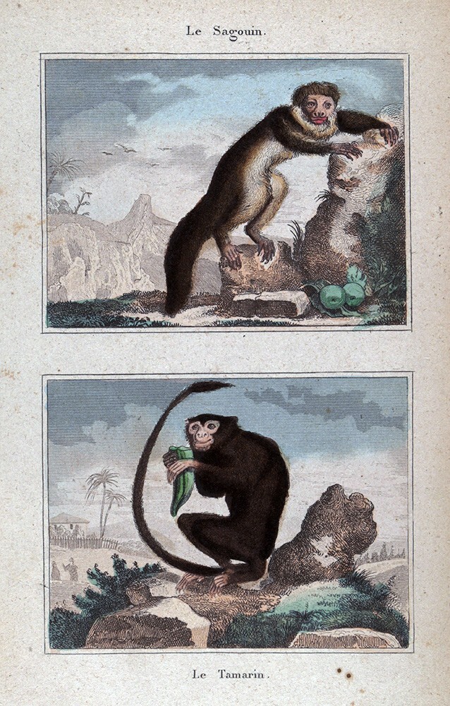 1844 Buffon Print Sagouin Monkey & Golden Hand Tamarin South America