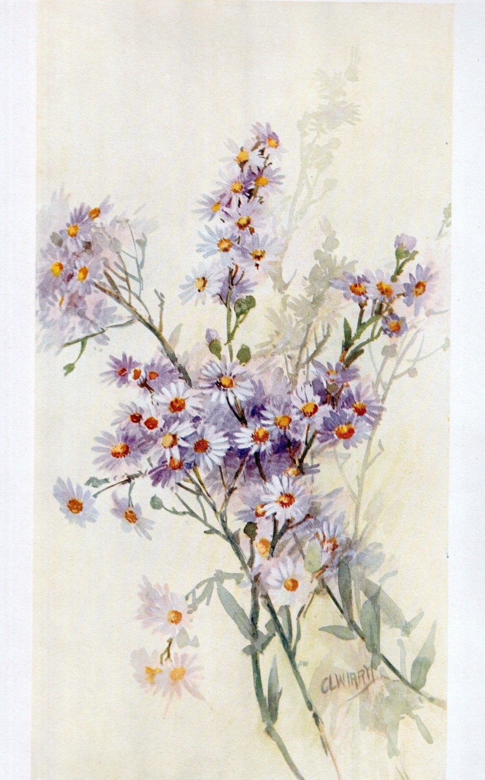 Vintage Floral Print, Purple Wild Asters Keramic Studio 1913 botanical art 13×10