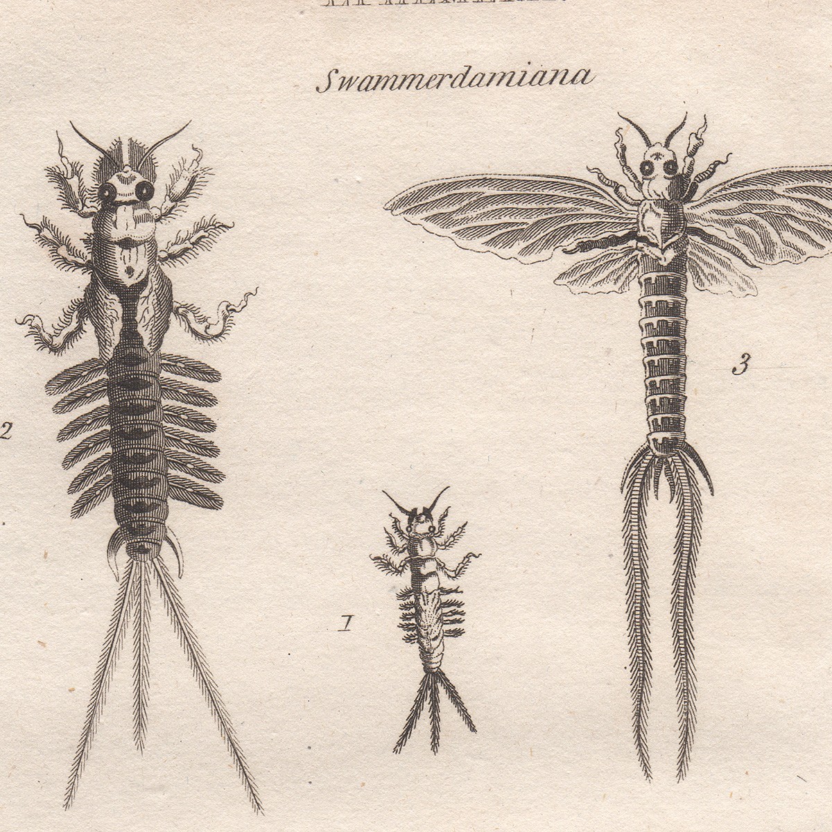 1806 Antique Shaw General Zoology engraving insect print 82 May Fly
