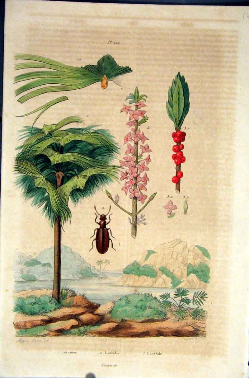Original Old Antique Print 1839 H/C Natural History *294 Botanical & Beetle 19th