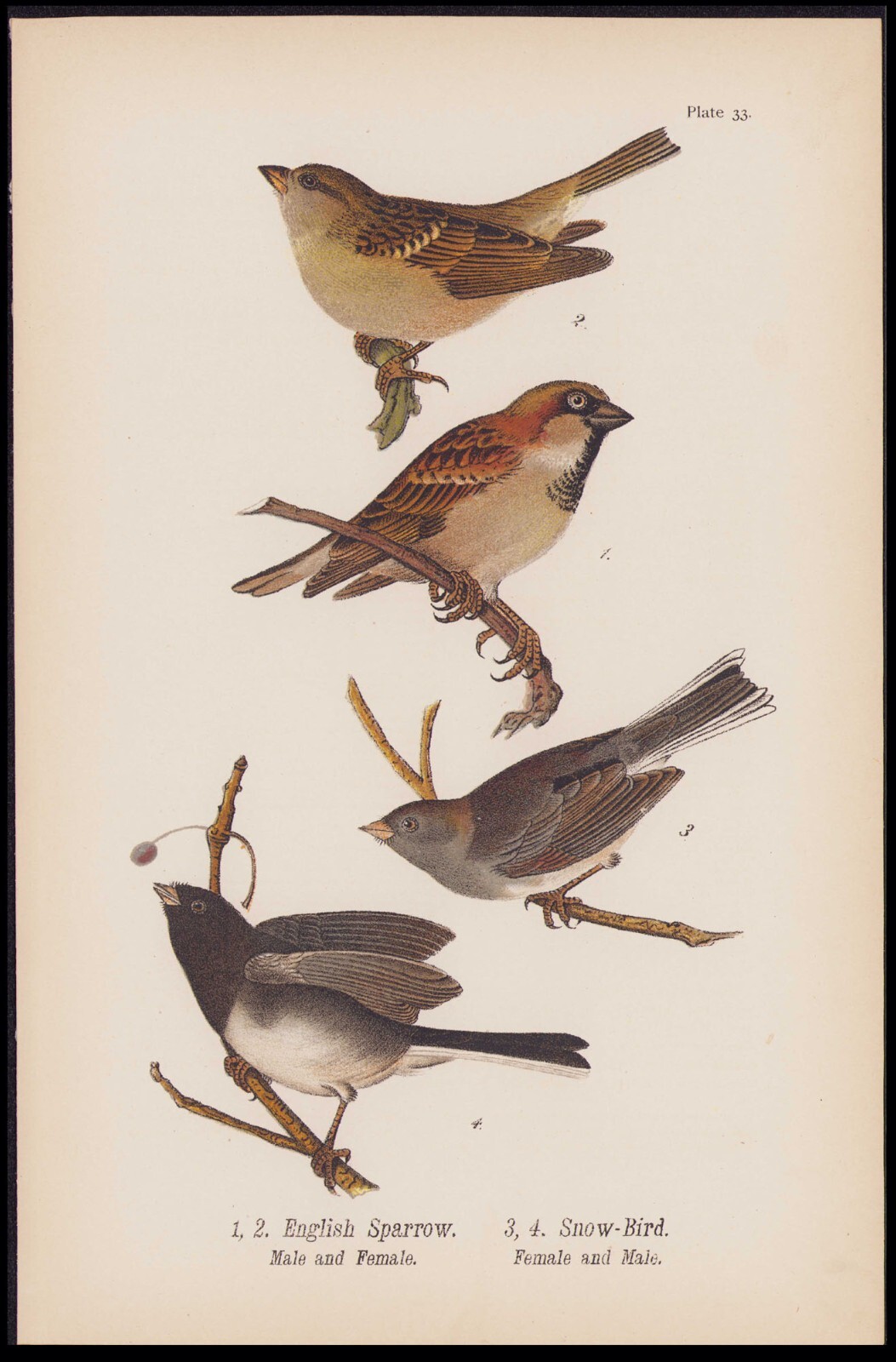 1890 Birds Of Pennsylvania Antique Chromolithograph Print English Sparrow, etc