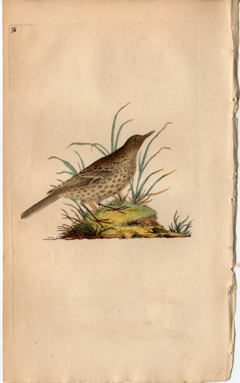 1797 DONOVAN Antique Print, Dusky lark 76, Natural History of British Birds