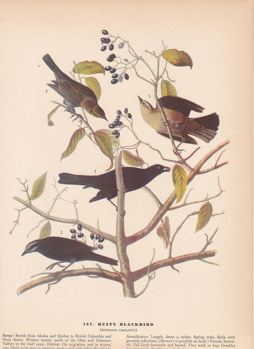 Audubon 1942 Vintage Birds #157 “Rusty Blackbird” Full Color Art Plate Litho