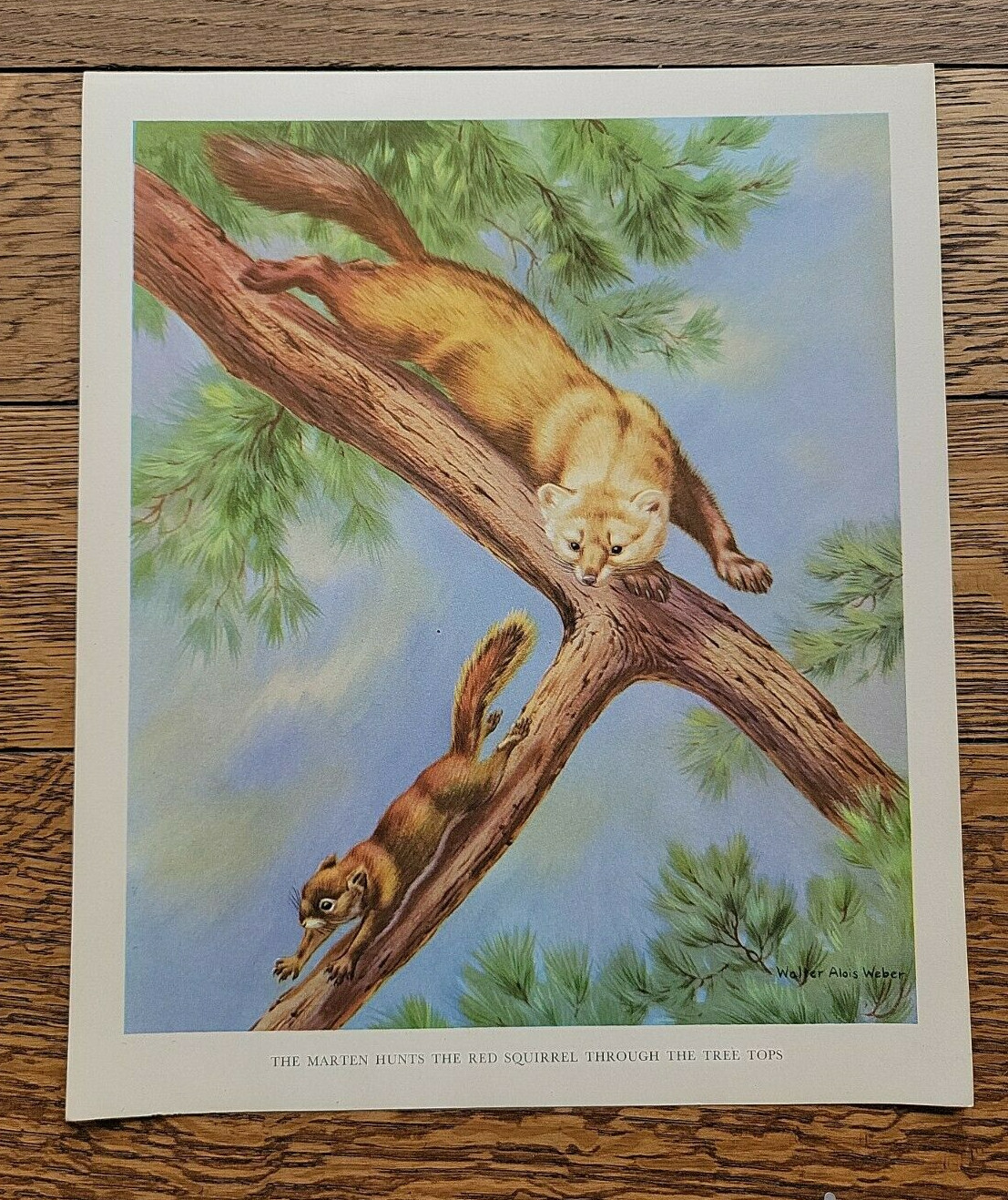 Vintage 1934 Wildlife Red Squirrel Walter Weber Lithograph Picture Print Art
