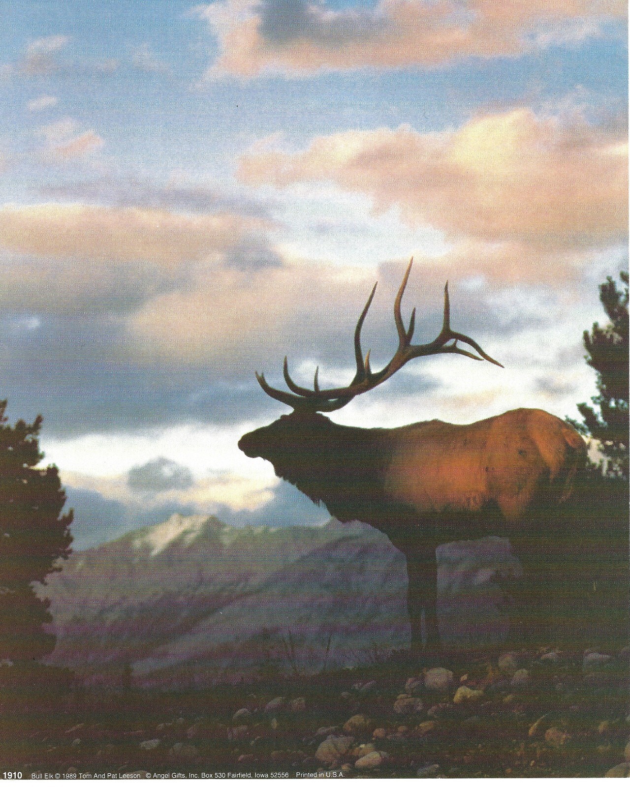 Never Framed 8 x 10 Wall Art Print & Decor – Angel Gifts Inc. “Bull Elk “