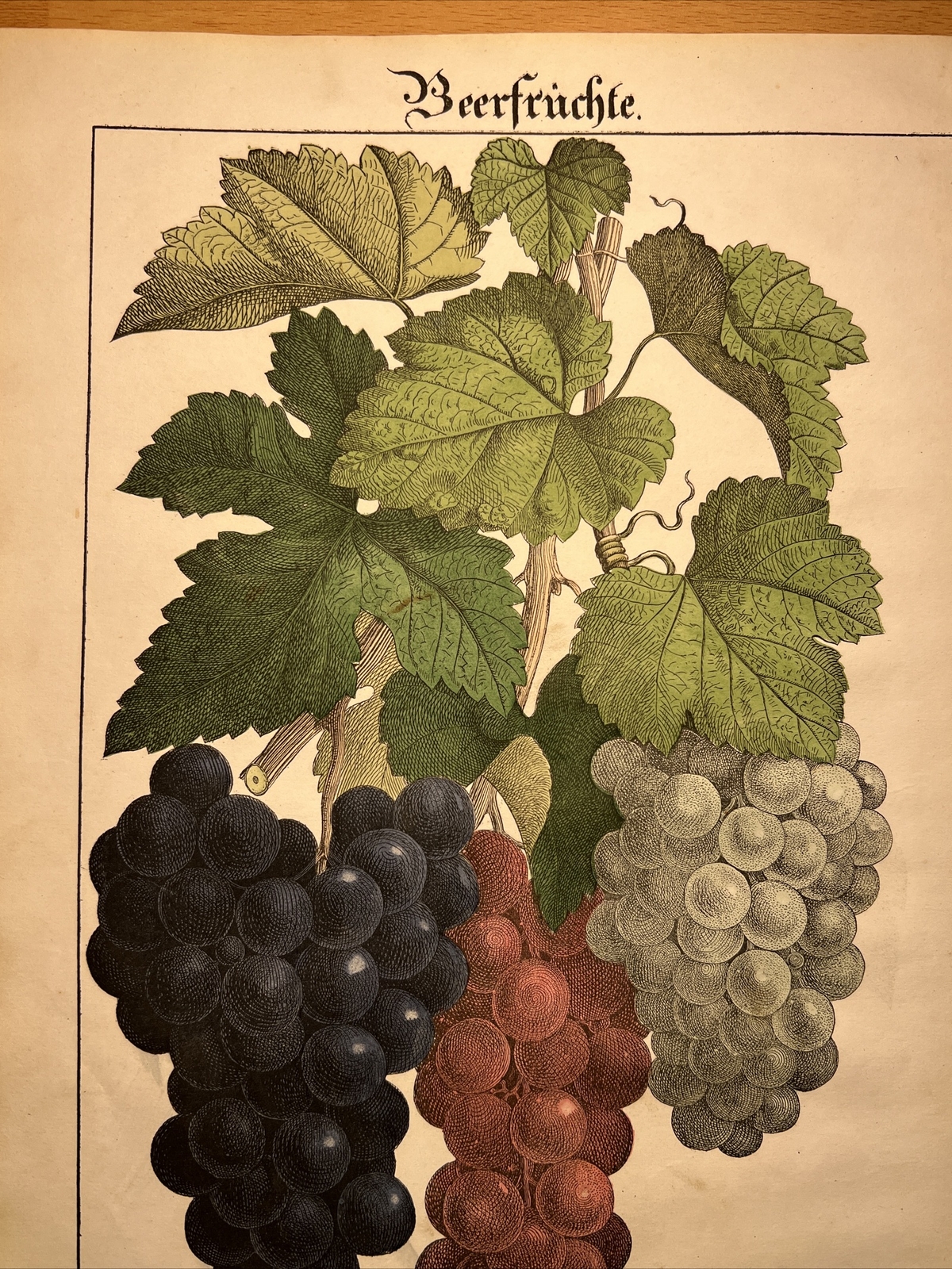 Grapes 🍇Antique Lithograph 1838 Plant Book Hand Colored Illustration Retro